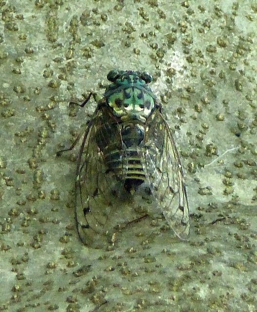 小牧市観光協会 小牧山の自然 花や鳥など小牧山の今を発信します